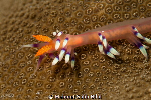 Flabellina  on the hard coral. by Mehmet Salih Bilal 